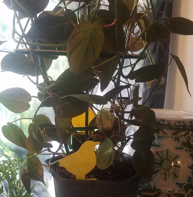 close view of Philodendron Micans in Hanging Basket, Live Plant Vines