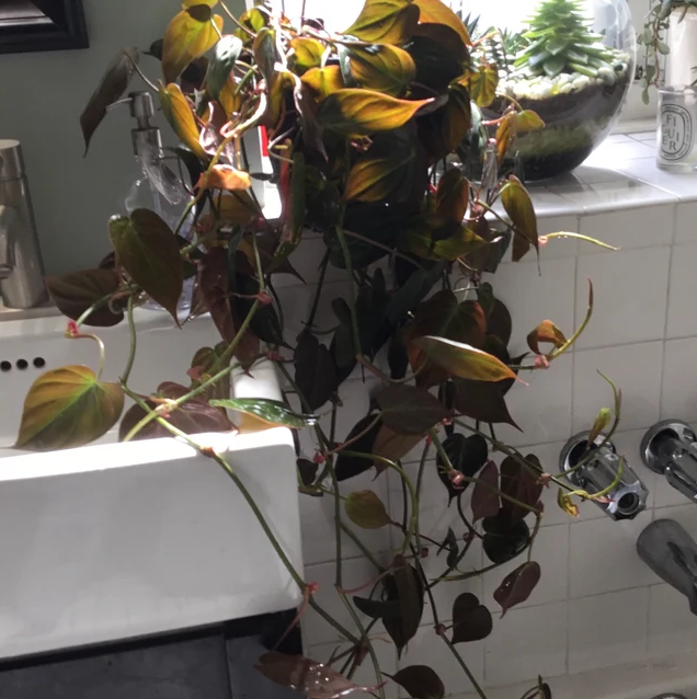 Philodendron Micans in Hanging Basket, Live Plant Vines in bathroom
