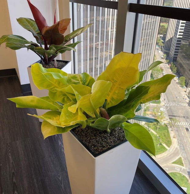Philodendron Moonlight, Natures Way inside house