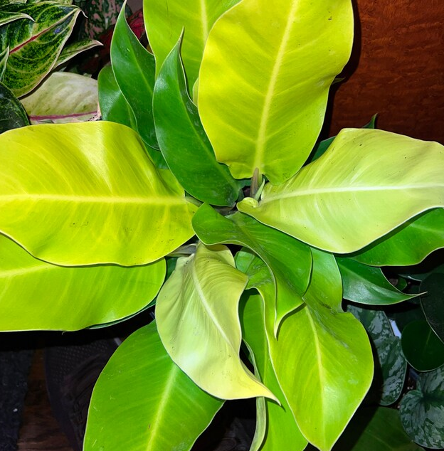 upper view of Philodendron Moonlight, Natures Way