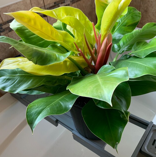 close view of Philodendron Moonlight, Natures Way