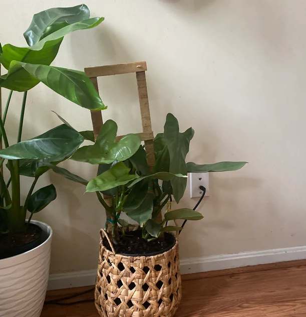 Philodendron Silver Sword Trellis, Live Plant Indoor Air Purifier beside wall view