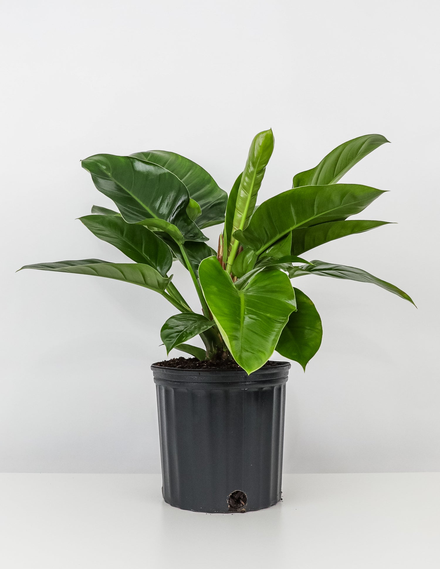 Philodendron Green Princess in a black pot