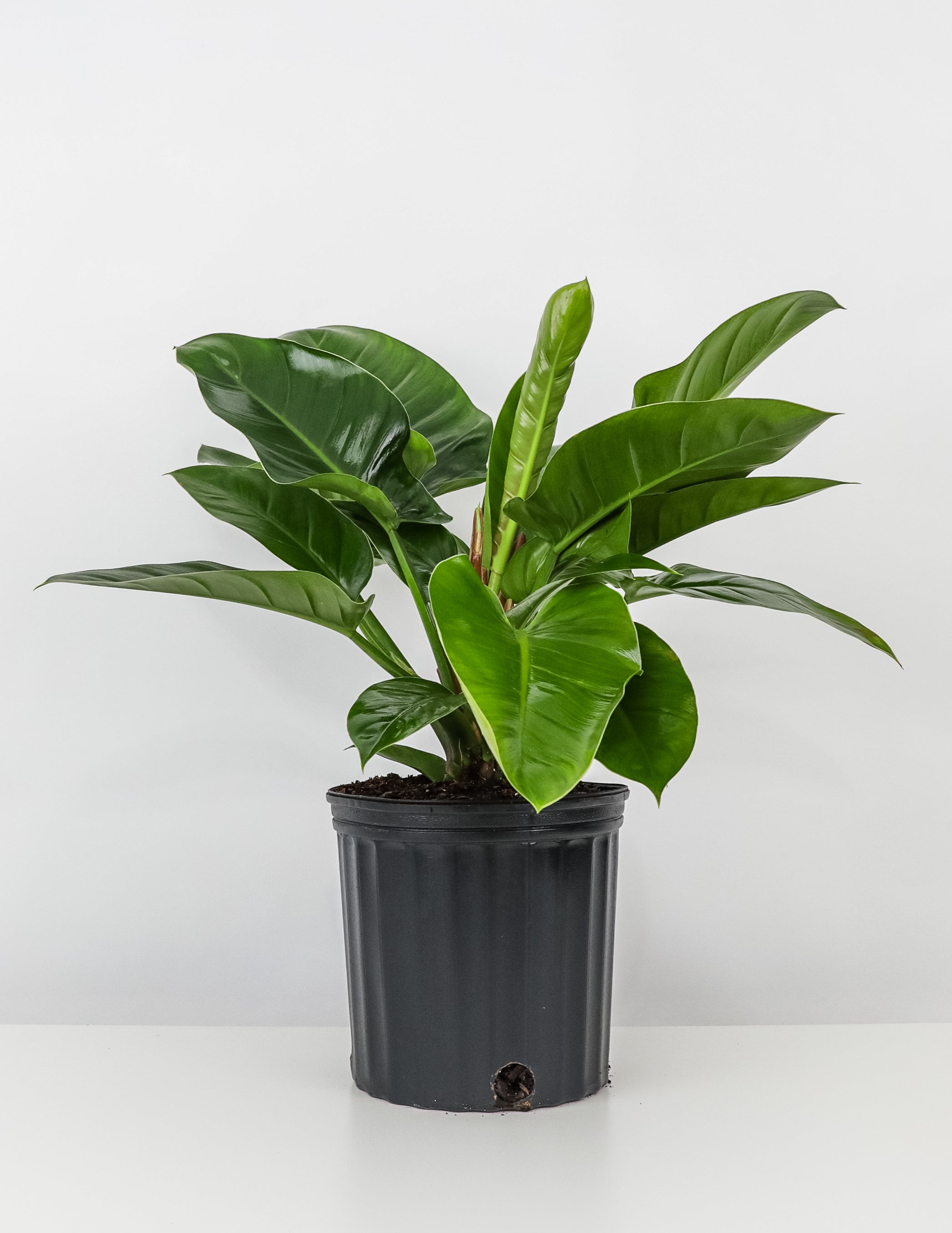 Philodendron Green Princess in a black pot