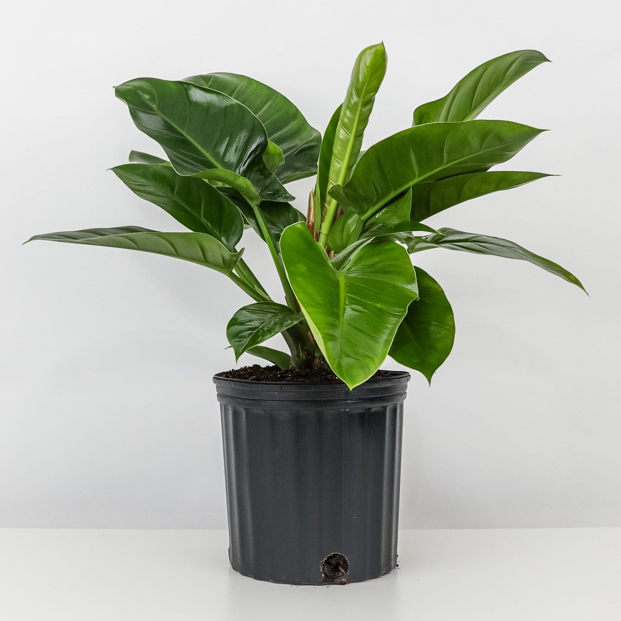 Philodendron Green Princess in a black pot