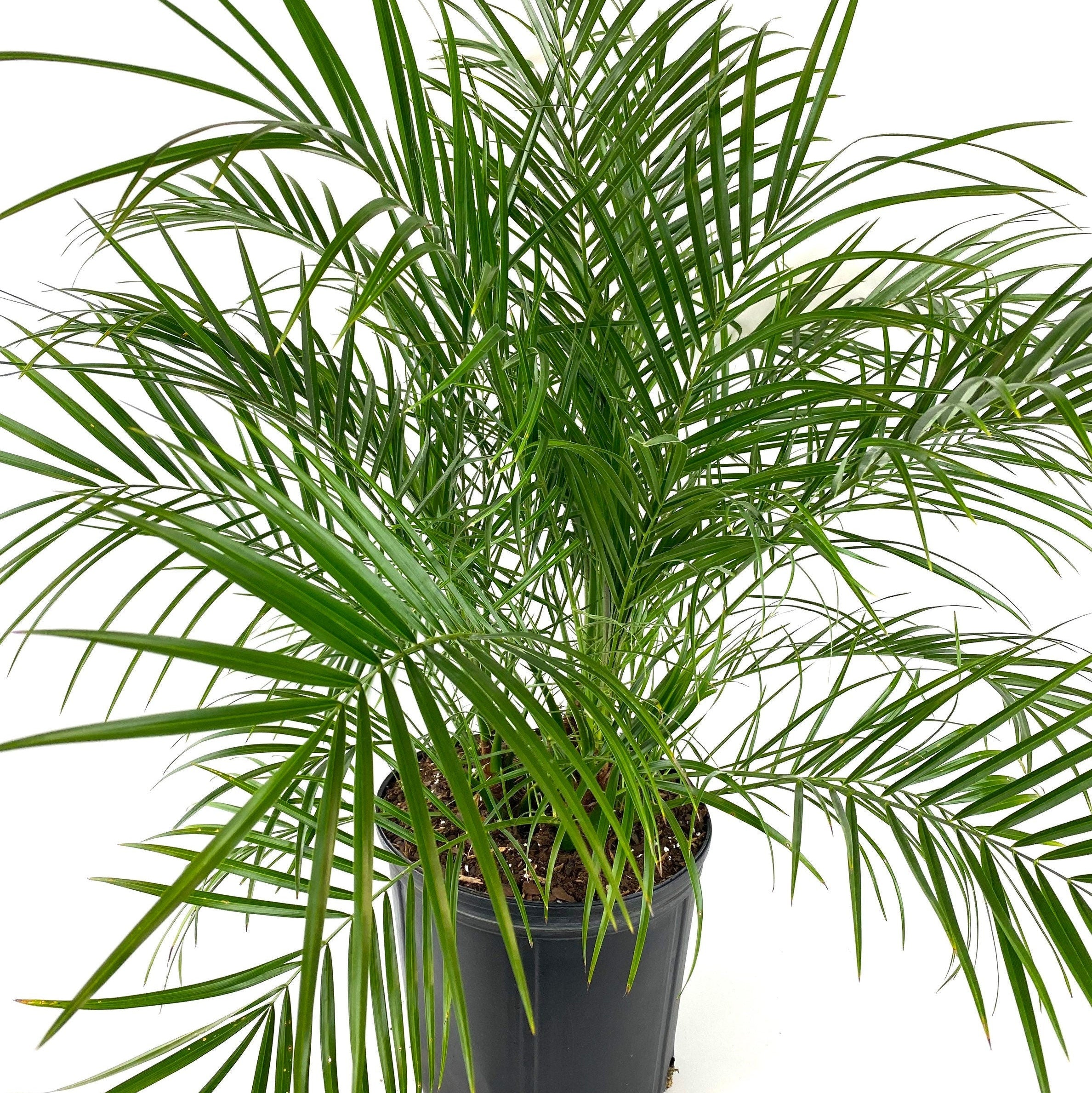 Young Phoenix Roebelenii Pygmy Date Palm with long narrow green fronds extending outward from a dense tropical canopy in a 2 gallon black plastic nursery pot.