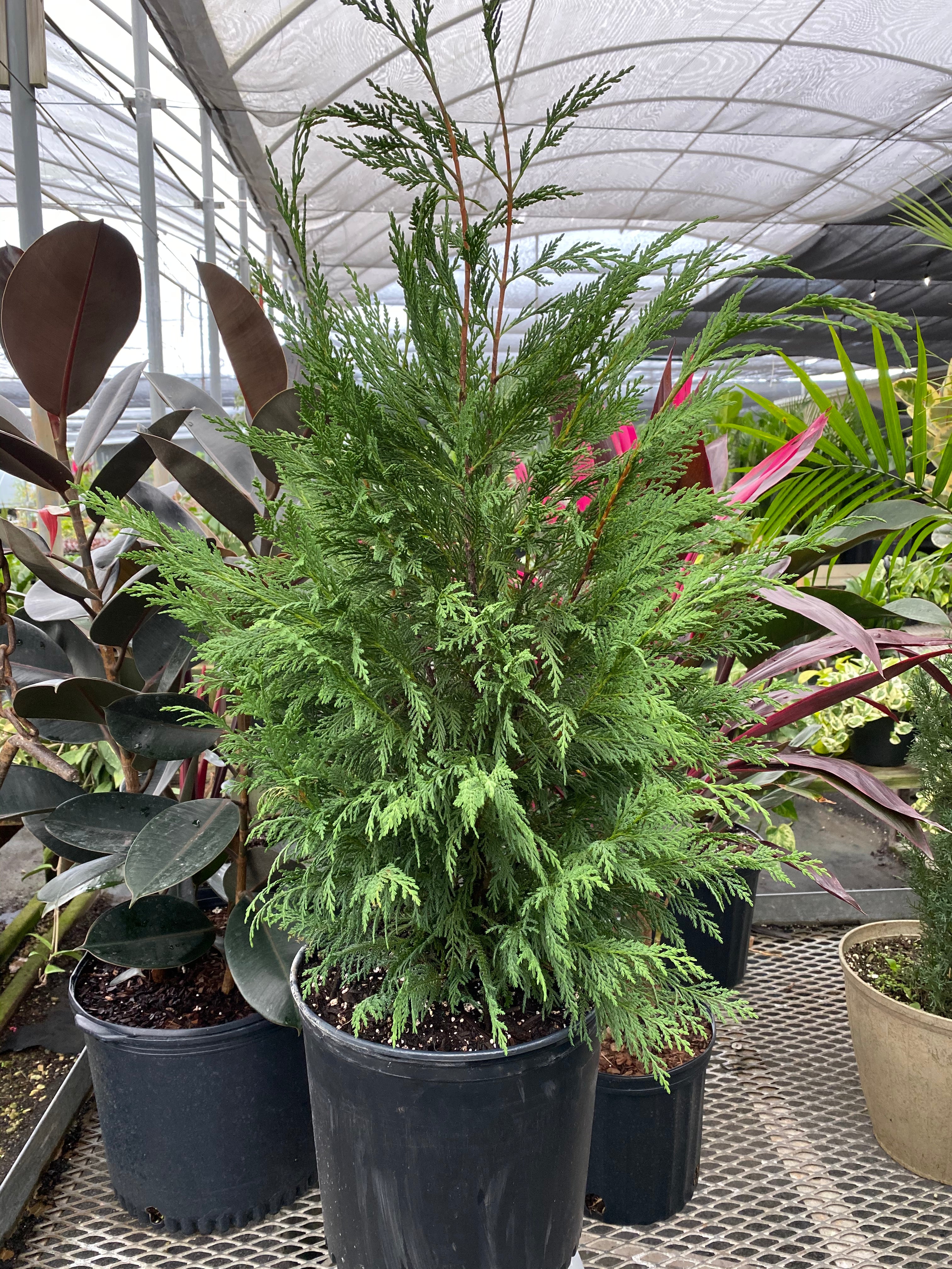 Murray Leyland Cypress, Cupressocyparis Leylandii close view