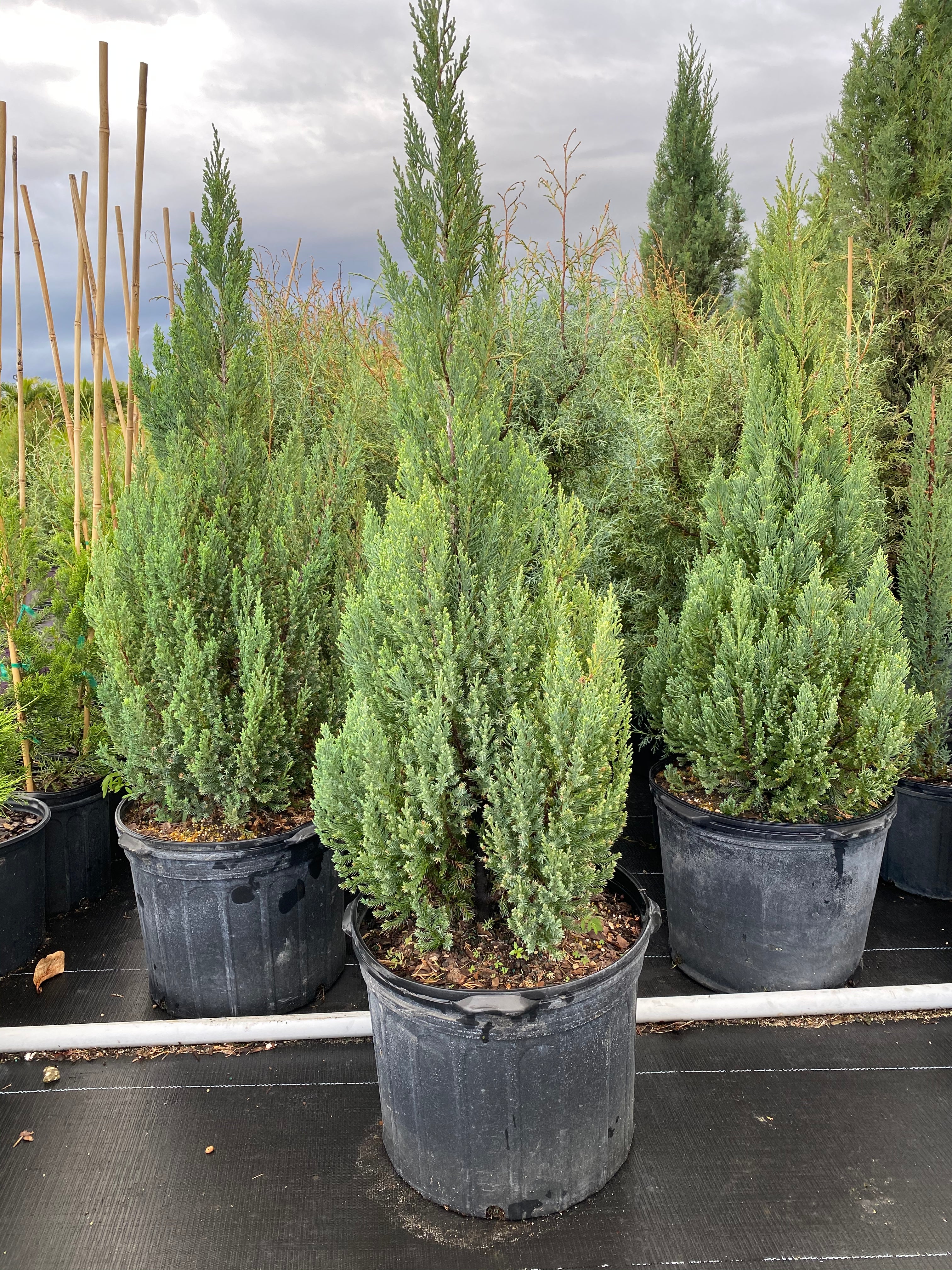Blue Point Juniper, Juniperus Chinensis