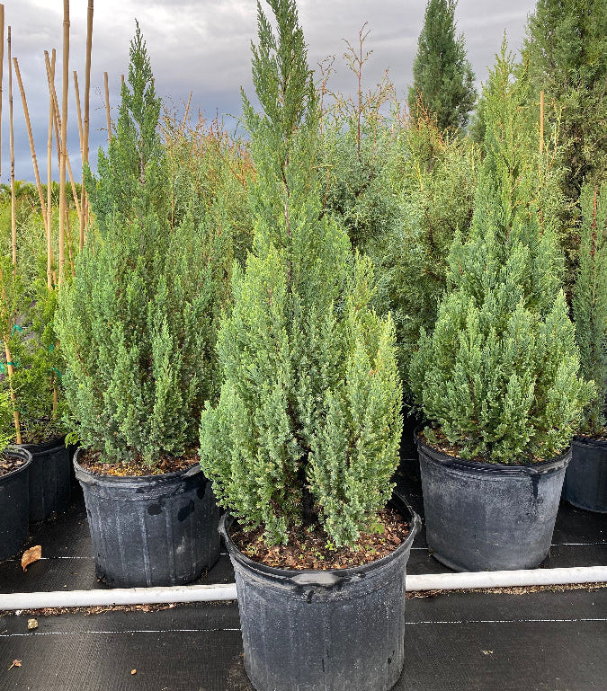 Blue Point Juniper, Juniperus Chinensis, Nursery Pot 2gal
