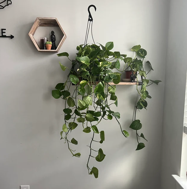 Jade Pothos in Hanging Basket, Epipremnum Aureum Jade on a wall