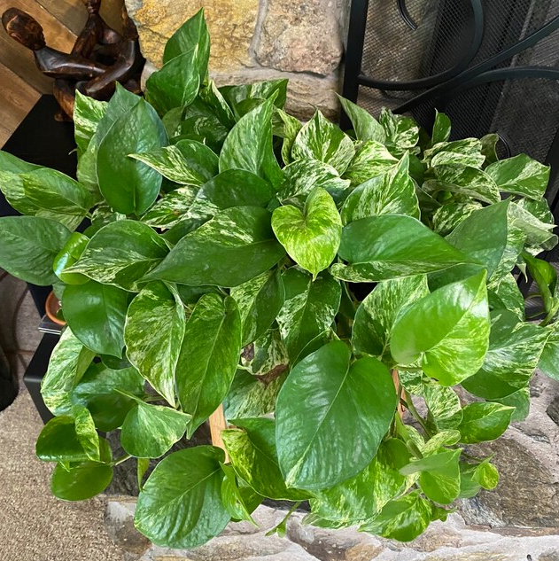 upper view of Pothos Marble Queen in Hanging Basket, Live Patio Plant