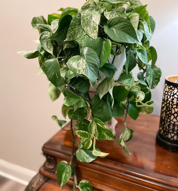 Pothos Marble Queen in Hanging Basket, Live Patio Plant