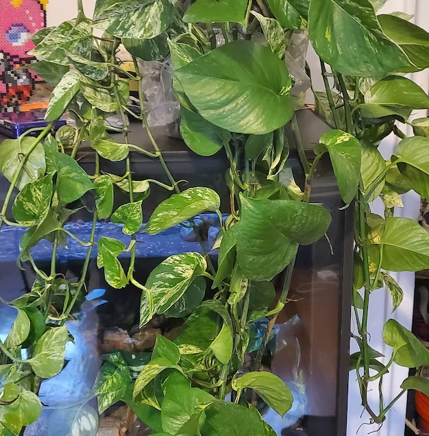 Pothos Marble Queen in Hanging Basket, Live Patio Plant beside wall