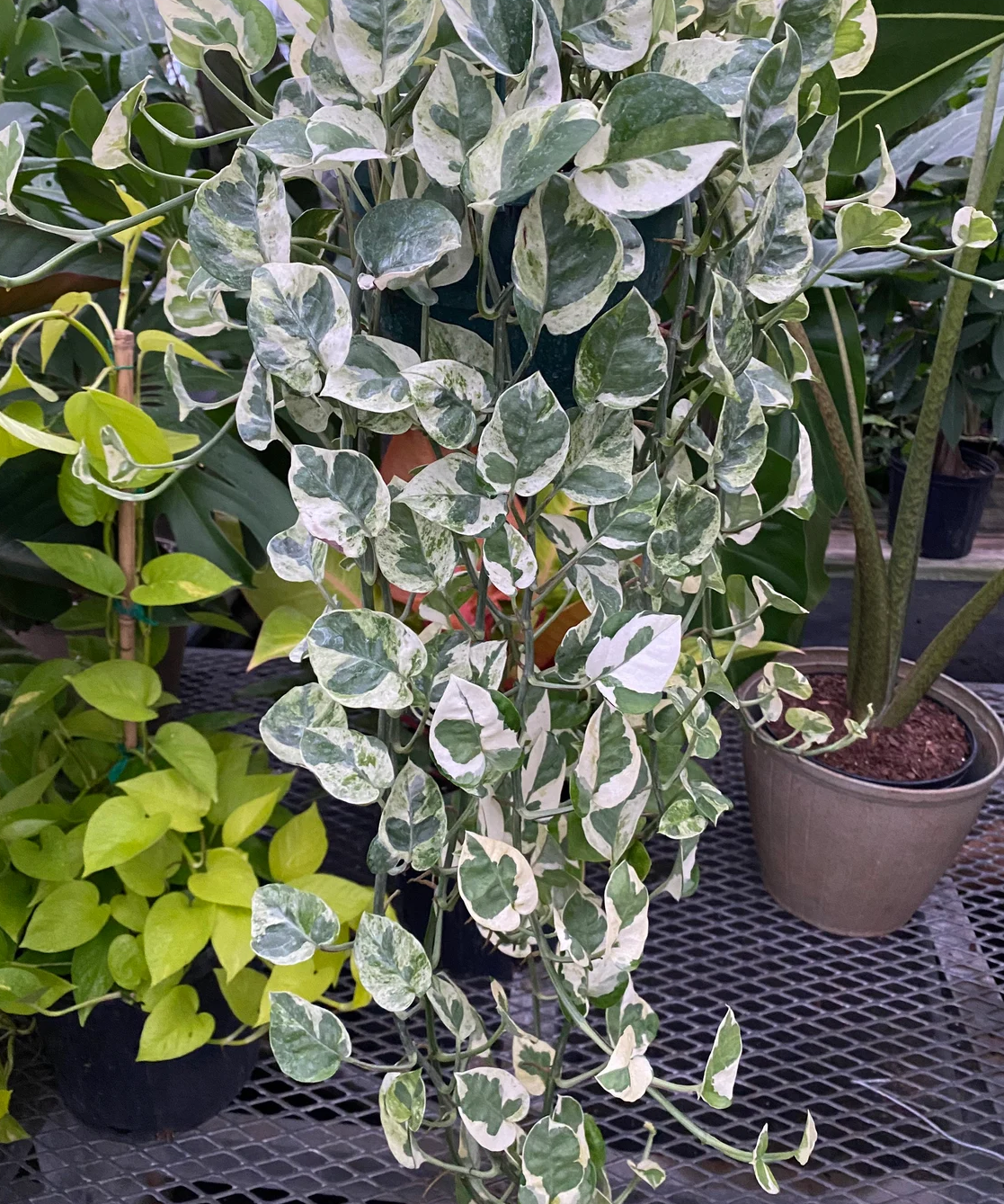 hanging Pothos N&