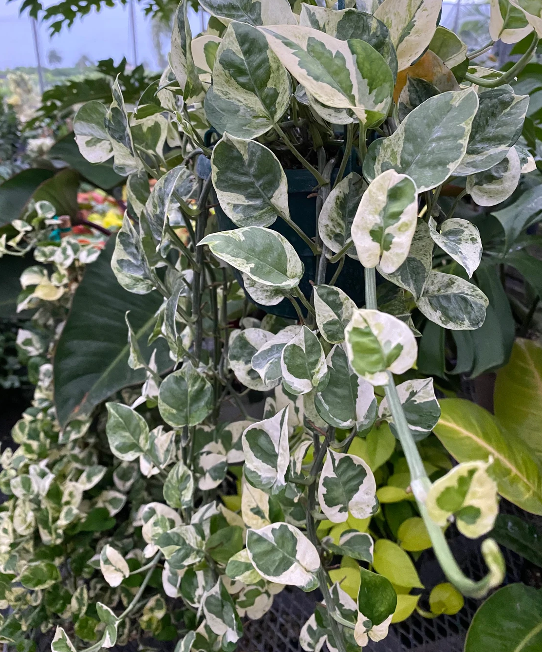 front view of Pothos N&
