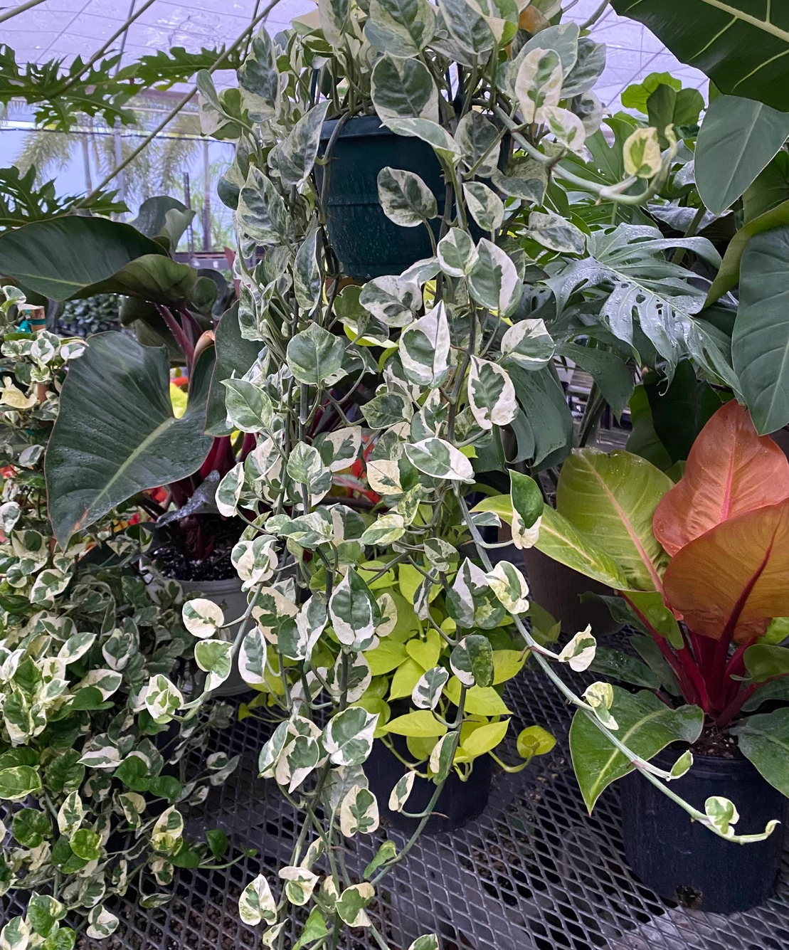 leaves of Pothos N&