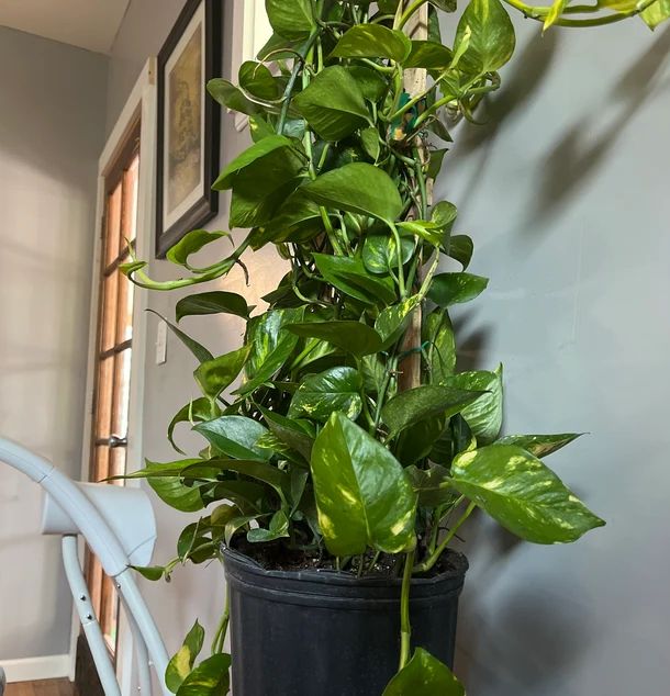 Golden Pothos in Trellis, Epipremnum Aureum inside of a house