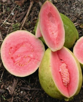 Ruby Supreme Guava Fruit Tree, Psidium Guajava