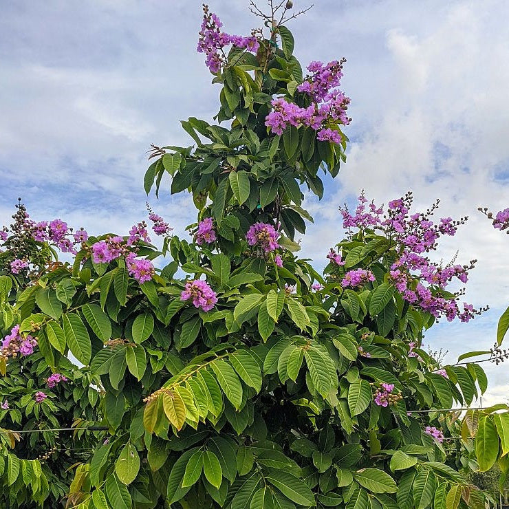 Close up of Queen Crape Myrtle Pride Of India bark and branching structure with smooth exfoliating texture and ornamental growth habit, ideal for decorative landscape interest year round.
