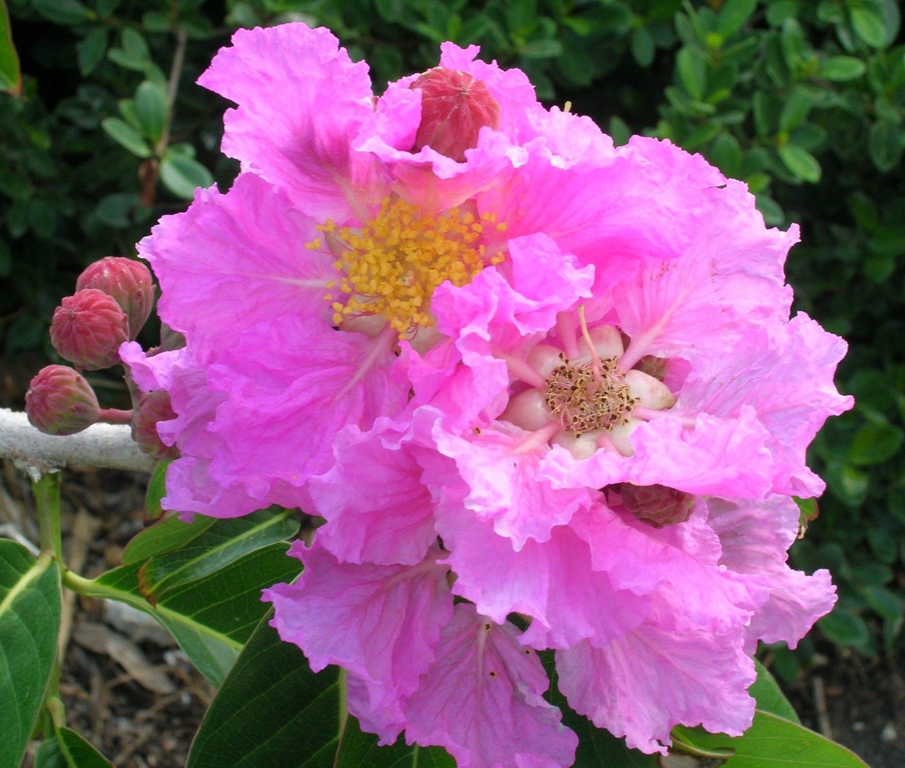 Queen Crape Myrtle Purple, Pride of India