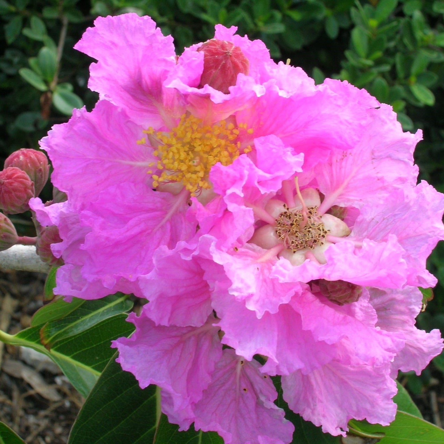 Close up of Queen Crape Myrtle Pride Of India blooms with vivid lavender purple flowers and rich green foliage, ideal for colorful Mediterranean style landscapes.