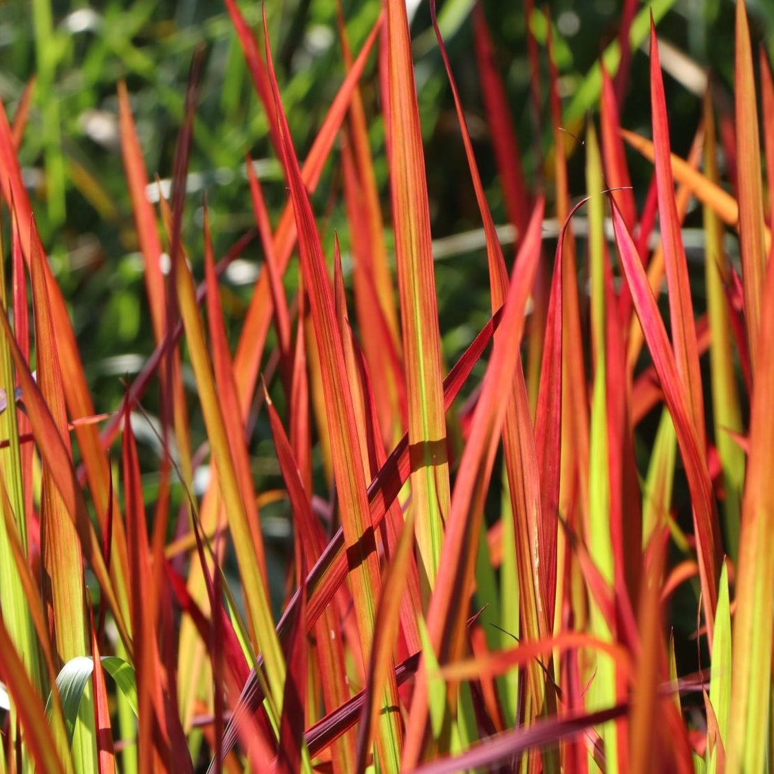 Red Baron Japanese Blood Grass Garden with red and green plants along a paved path