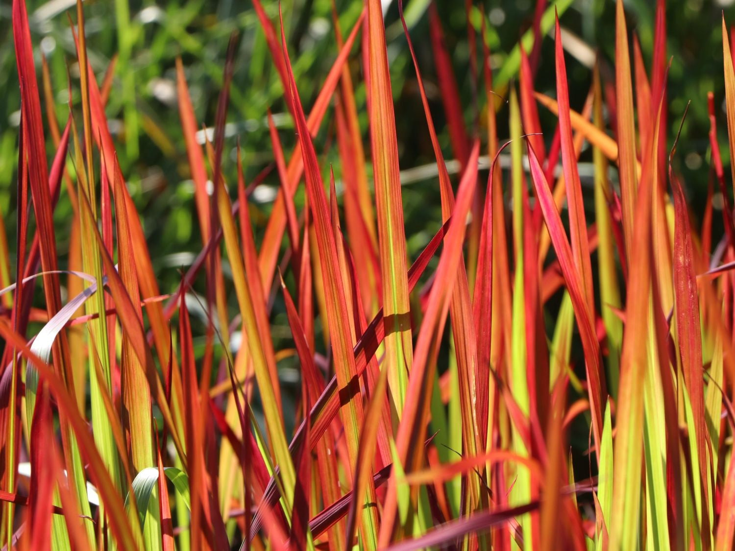 Japanese Blood Grass &