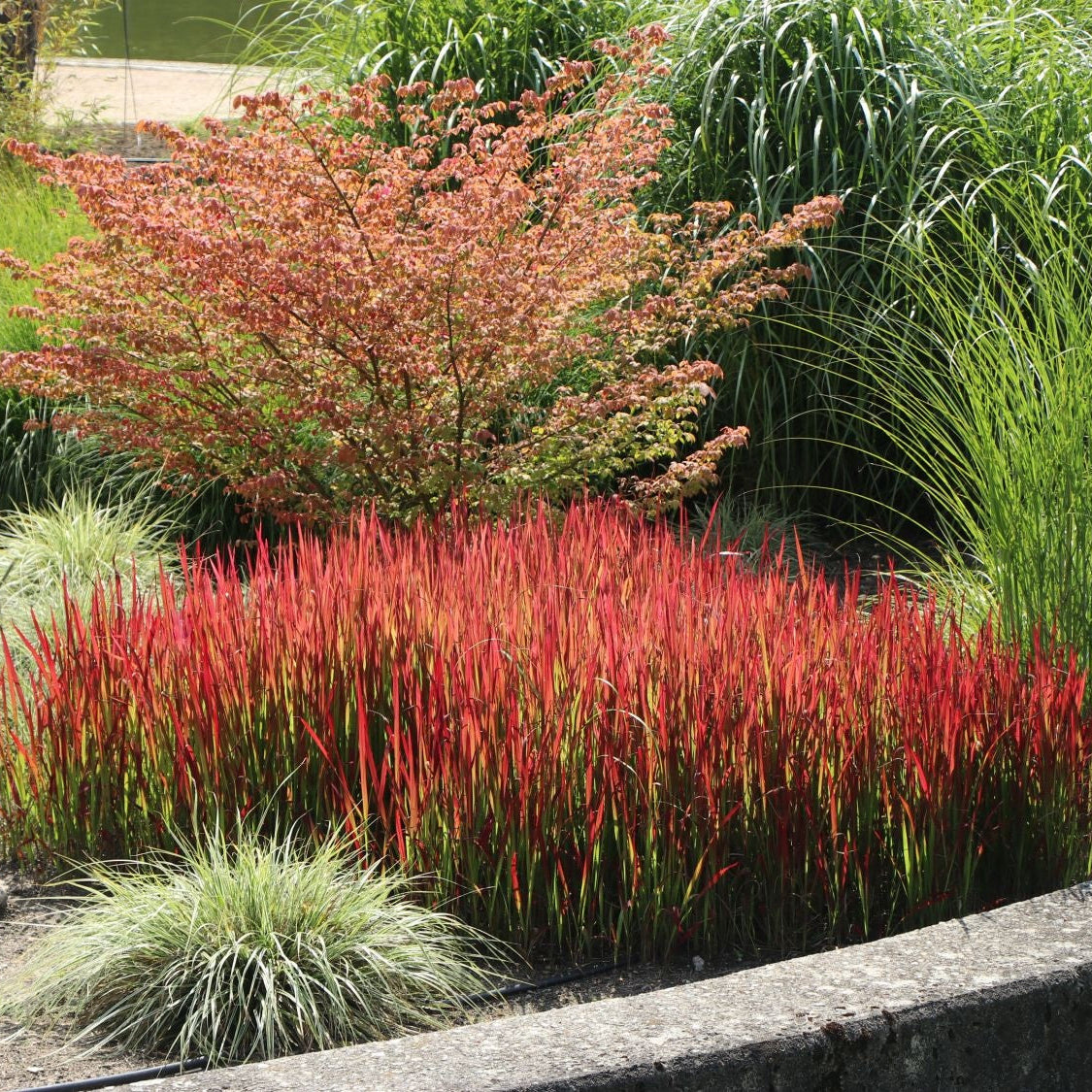 Red Baron Japanese Blood Grass Garden with red and green plants along a paved path