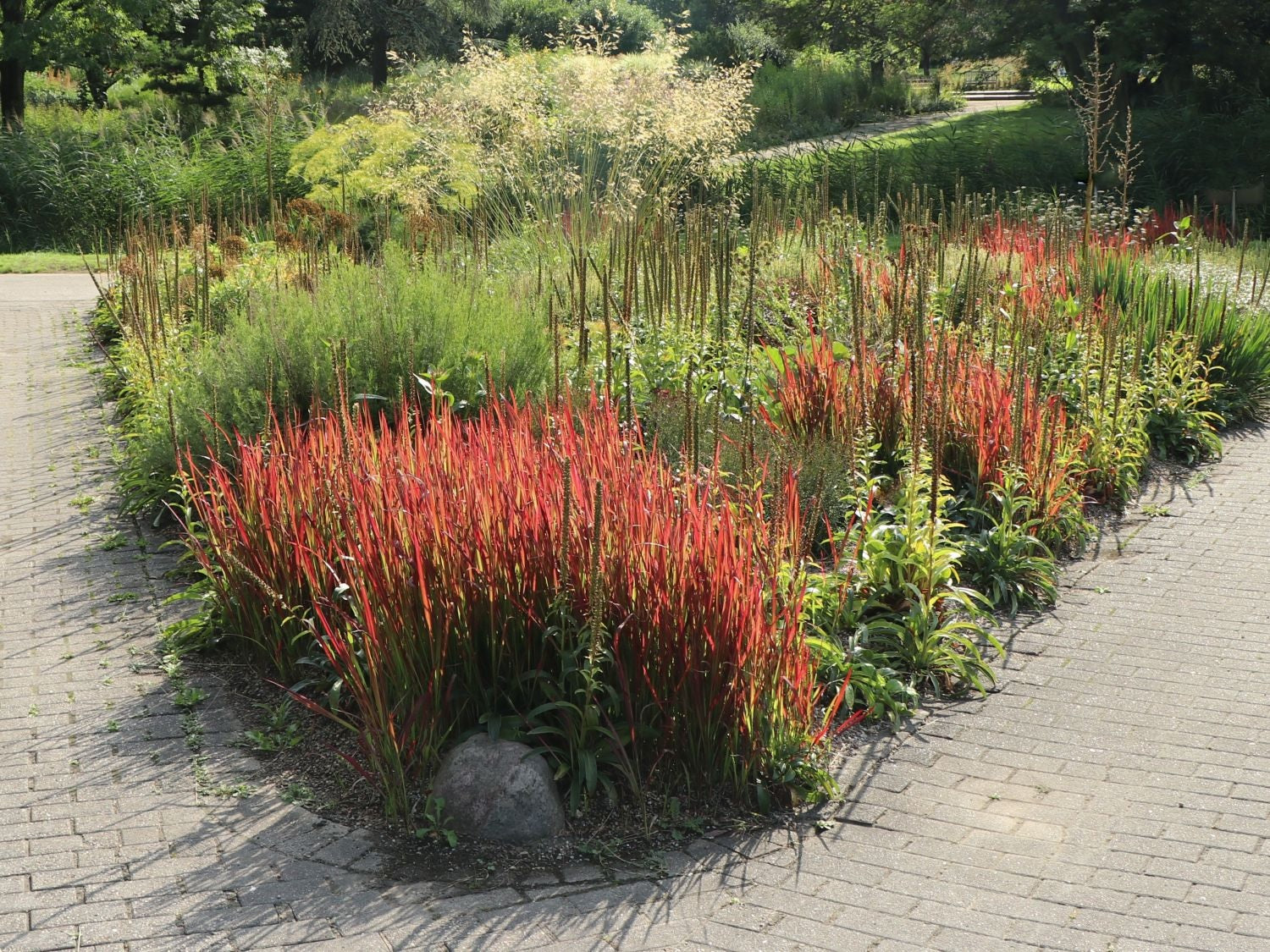 Japanese Blood Grass &