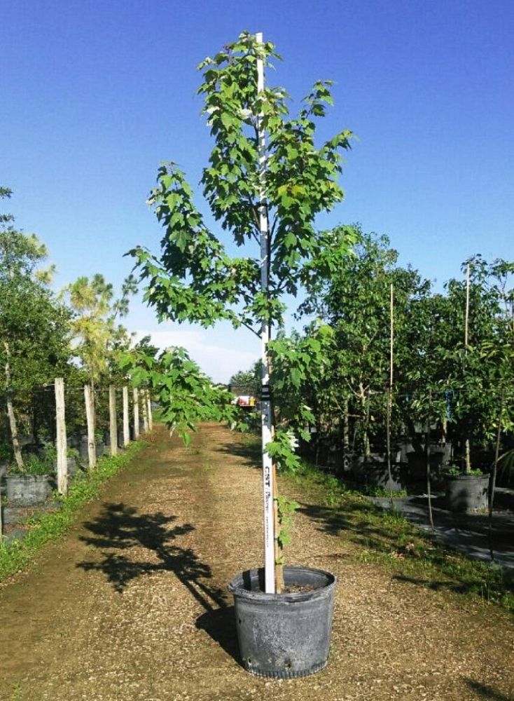 Red Maple Tree, Acer Rubrum