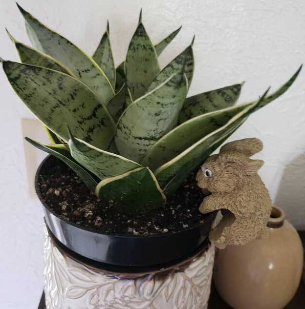Sansevieria Hahnii Silver, Snake Plant, 6in White Deco Pot