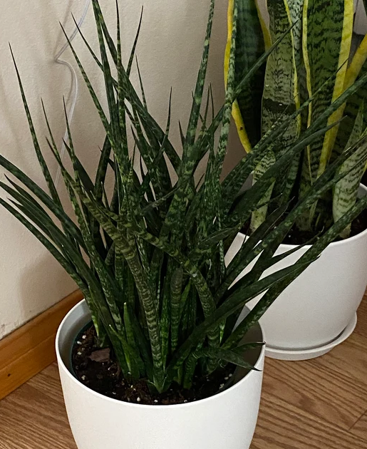 two Sansevieria Fernwood Mikado in White Deco Pot in white pot