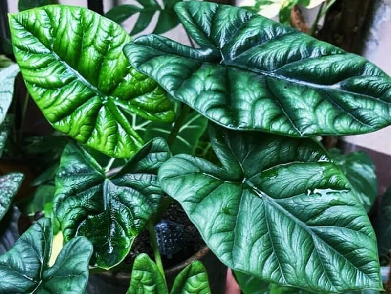 注文で送料無料 アロカシア シヌアータ 斑入り Alocasia Sinuata Var