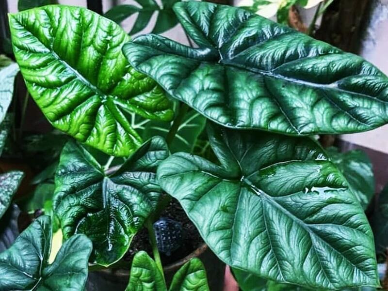 leaves of Alocasia Sinuata, Quilted Green