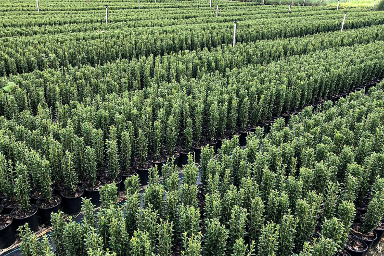 A field of potted Sky Pencil Holly shrubs.