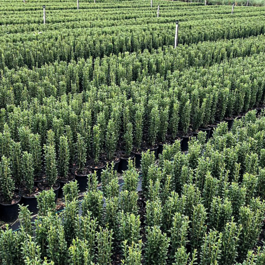 A field of potted Sky Pencil Holly shrubs.