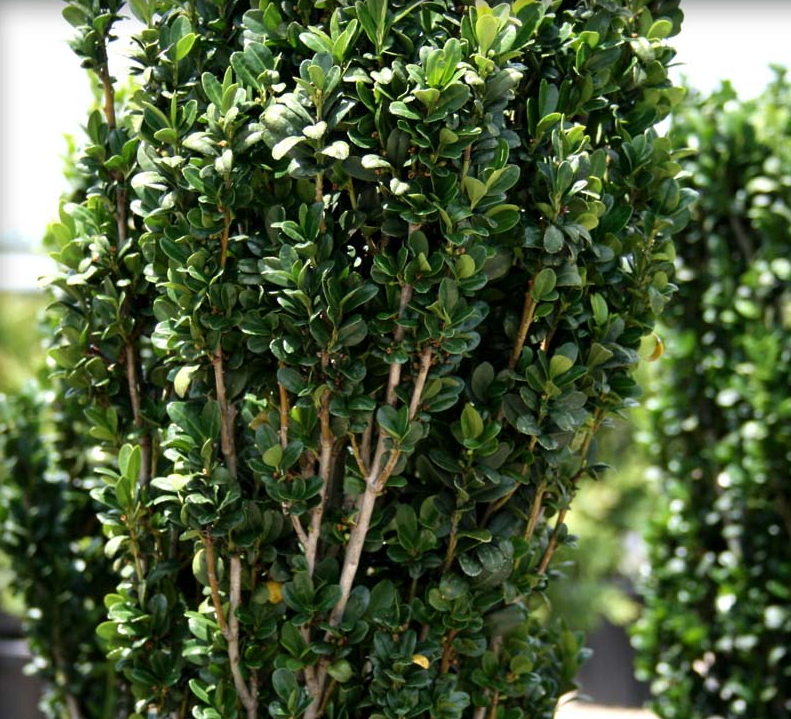 Ilex crenata &