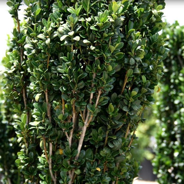 Ilex crenata &