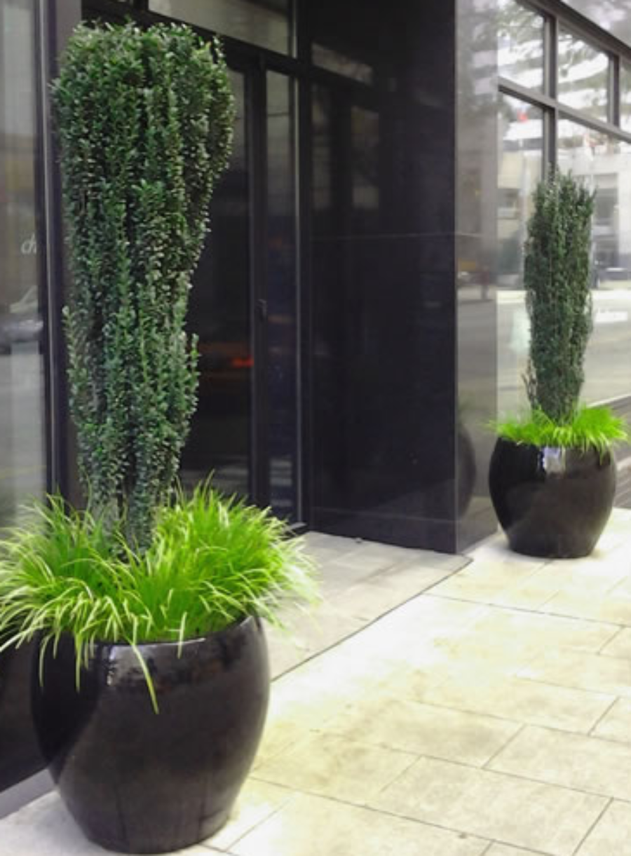 A potted Sky Pencil Holly shrub outside a modern building.