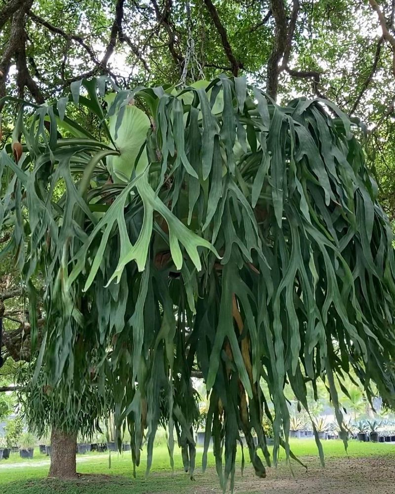 far view of Staghorn Fern, Platycerium Bifurcatum Netherlands