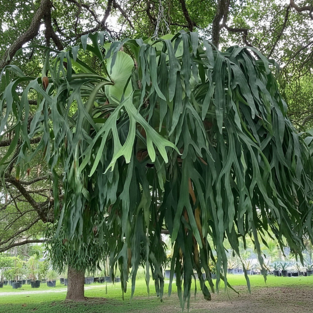 far view of Staghorn Fern, Platycerium Bifurcatum Netherlands