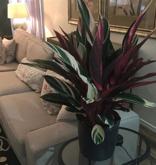 Stromanthe Tricolor, Purple Prayer Plant