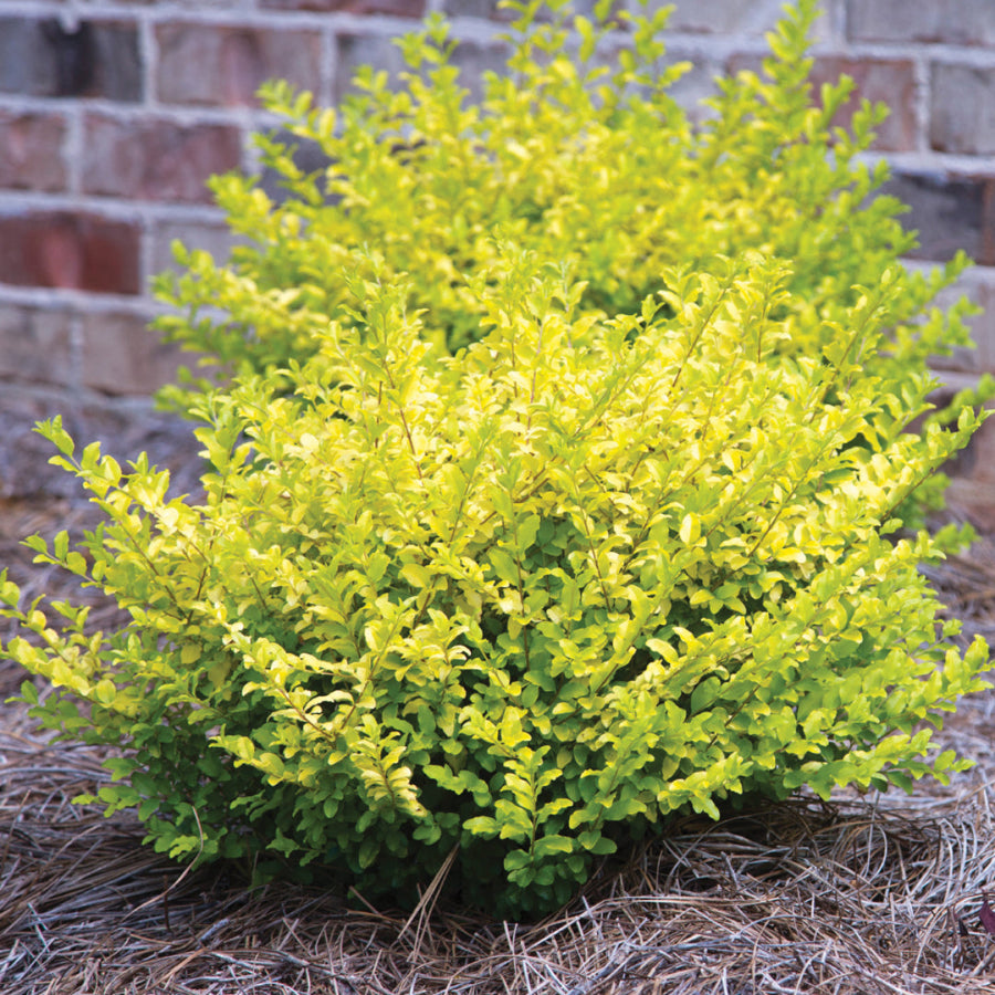Sunshine Ligustrum shrub with bright yellow-green foliage growing outdoors