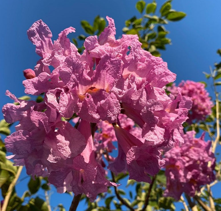 Purple Trumpet Tree, Flowering Tabebuia impetiginosa