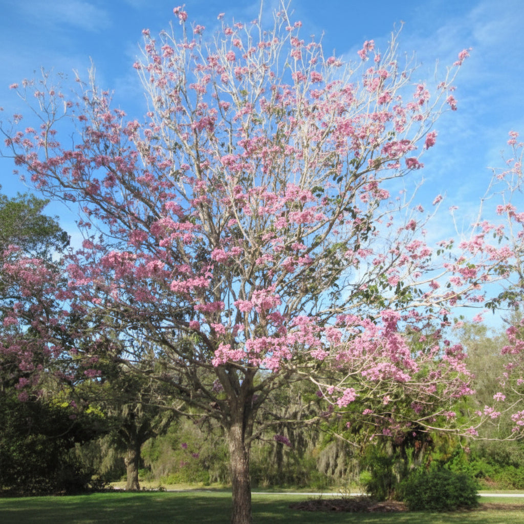 A mature Purple Trumpet Tree (Tabebuia) in full bloom, featuring a dense canopy of vibrant pink and purple flowers