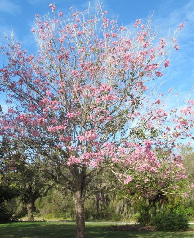 Pink Trumpet Tree, Tabebuia heterophylla bahamemsis