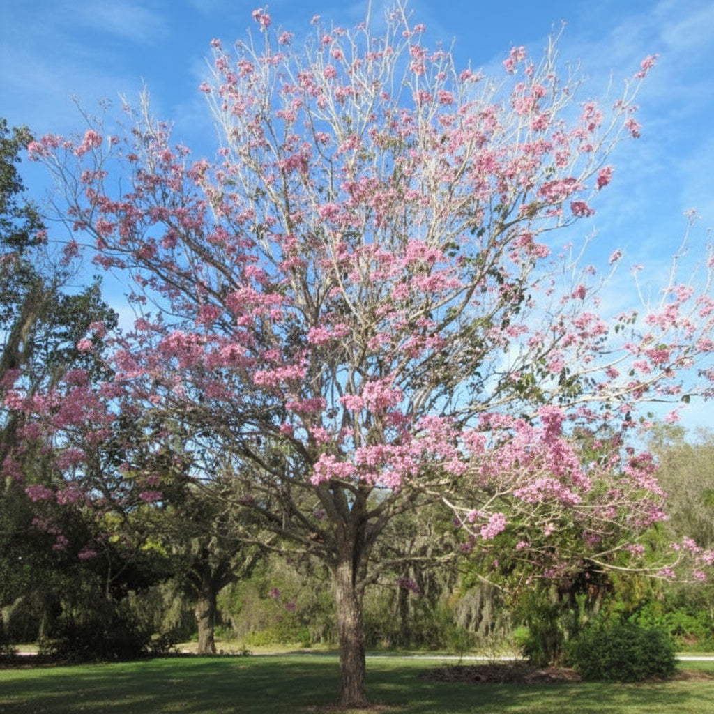 Mature Pink Trumpet Tree Tabebuia heterophylla, showcasing a magnificent, open canopy adorned with clusters of vibrant pink trumpet-shaped blossoms, standing prominently in an outdoor landscape setting under a bright blue sky, ideal as a stunning spring-blooming focal point and eye-catching landscape feature.