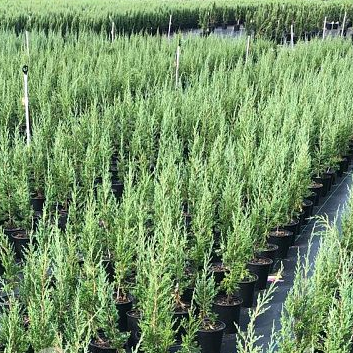 Taylor Juniper Tree, Eastern Red Cedar in 2gal pots in rows