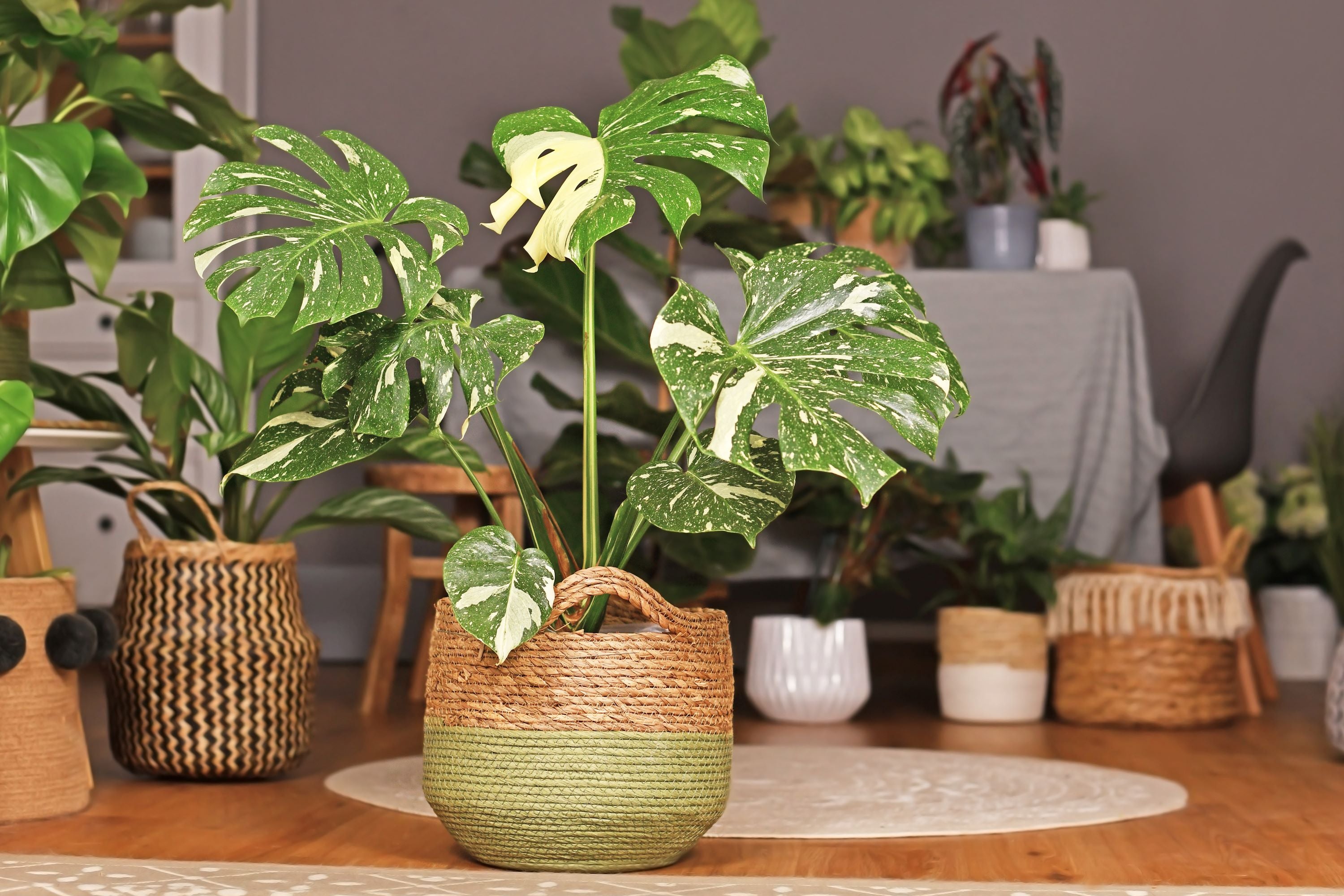 Monstera Thai Constellation Variegated inside house