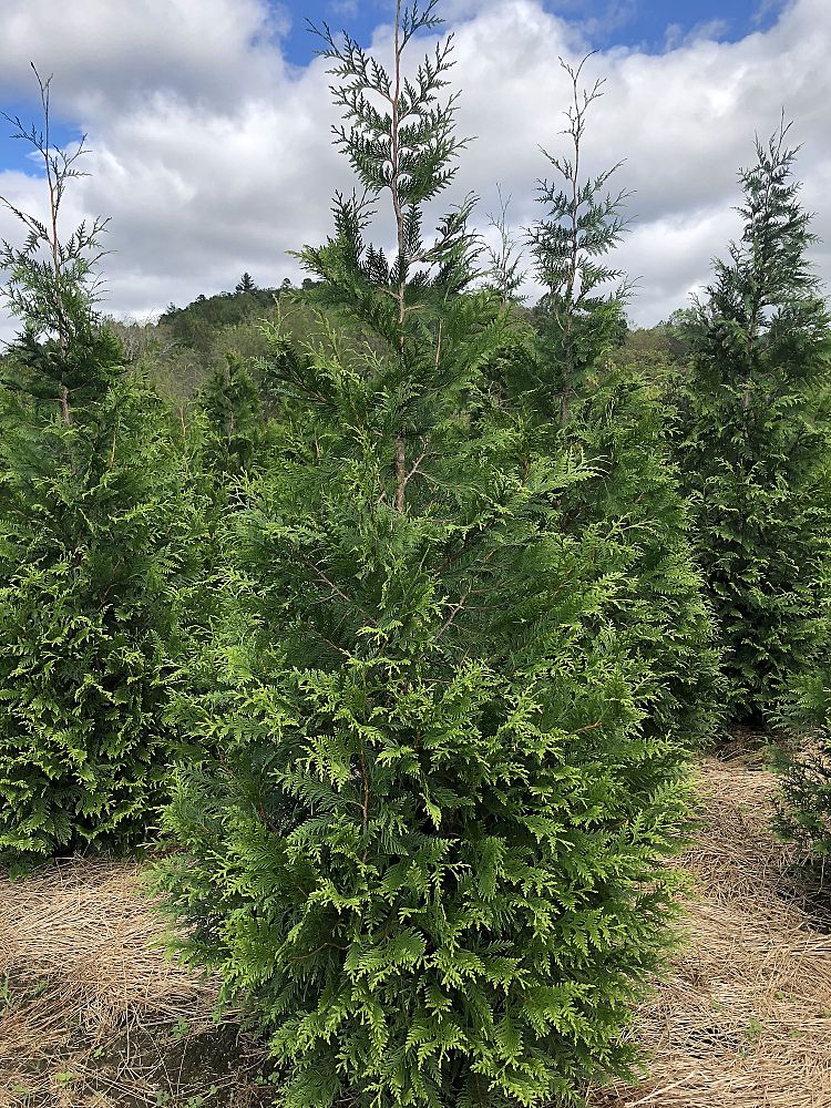 Thuja Green Giant Arborvitae
